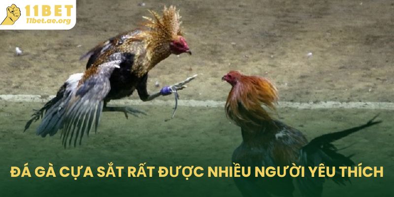 Đá gà cựa sắt rất được nhiều người yêu thích